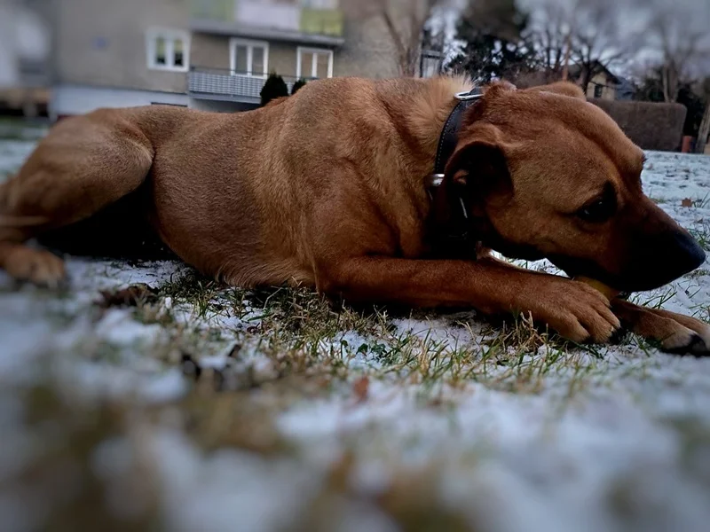 Zostawił psa na mrozie przy dworcu. Nie uniknie konsekwencji - Zdjęcie główne