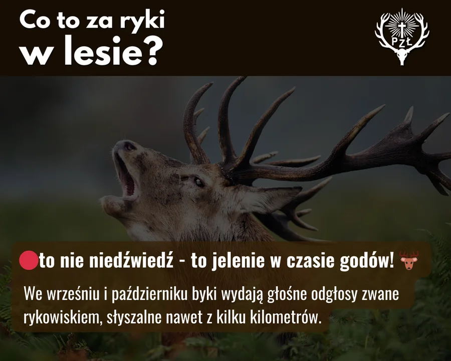 Co to za ryki w lesie? Fascynujący spektakl natury