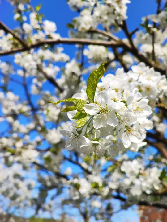 Wiosna w obiektywie naszych czytelników [galeria]