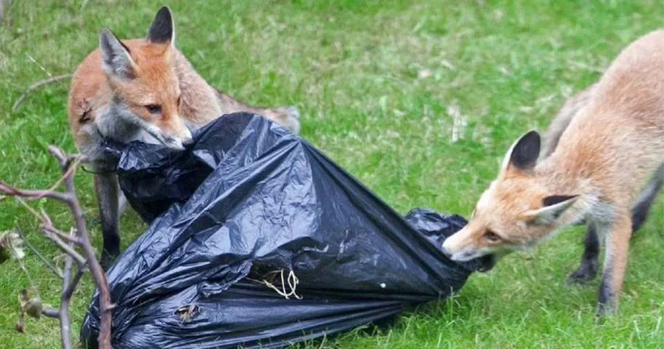 Gmina Radków. Na posesjach pojawiają się lisy - Zdjęcie główne