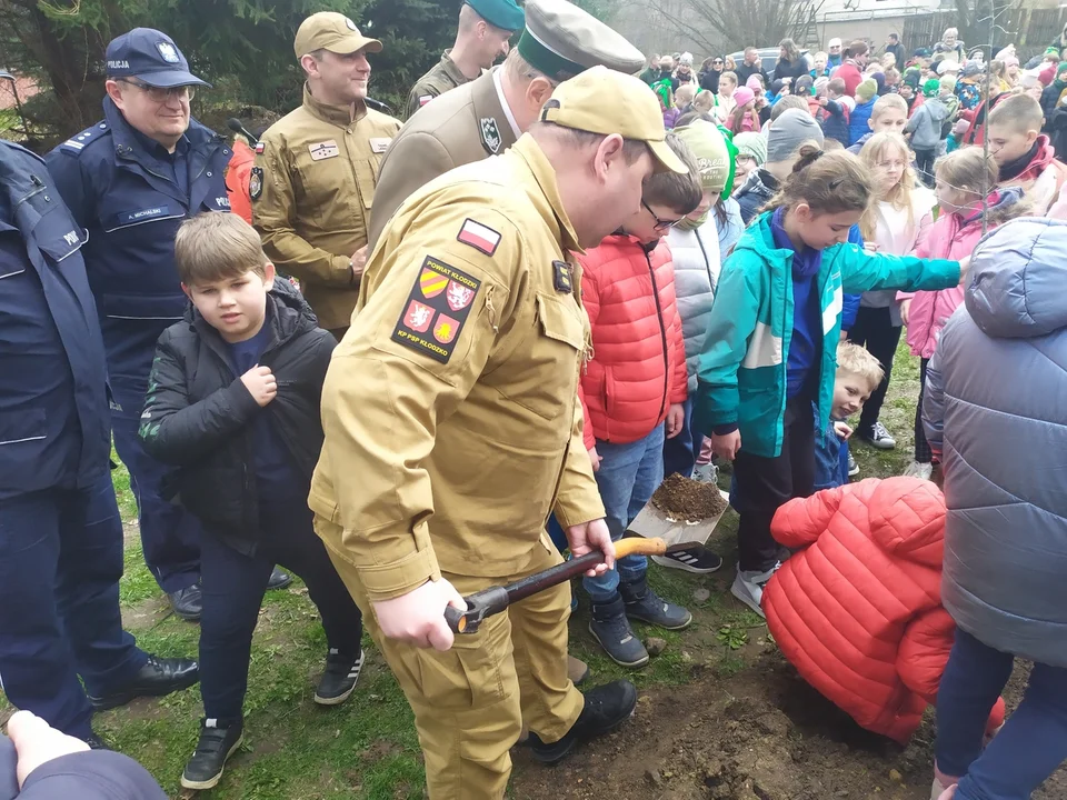 Nowa Ruda. Potomek dębu "Chrobry" rośnie już w parku w Słupcu [zdjęcia]