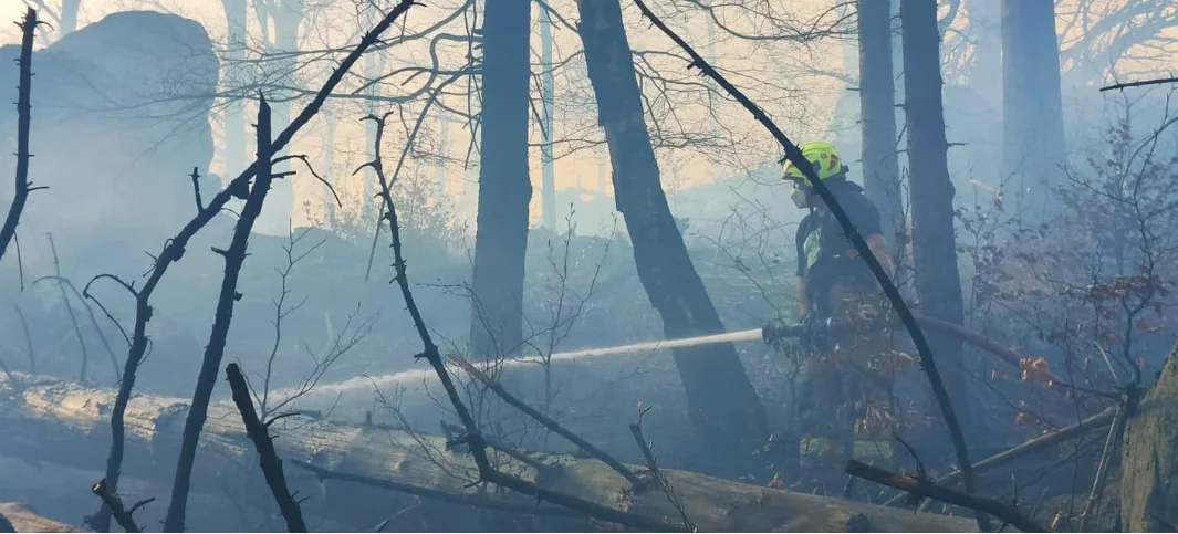 Płonął las w pobliżu Bielawskiej Polanki w Górach Sowich - Zdjęcie główne