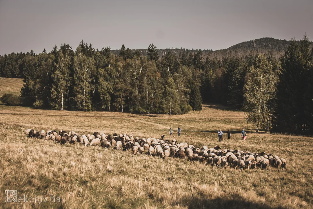 "Skąd się bierze wełna" w Karłowie [galeria]