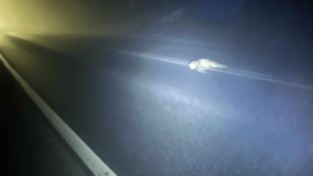 Kłodzko - potrącenie sarny