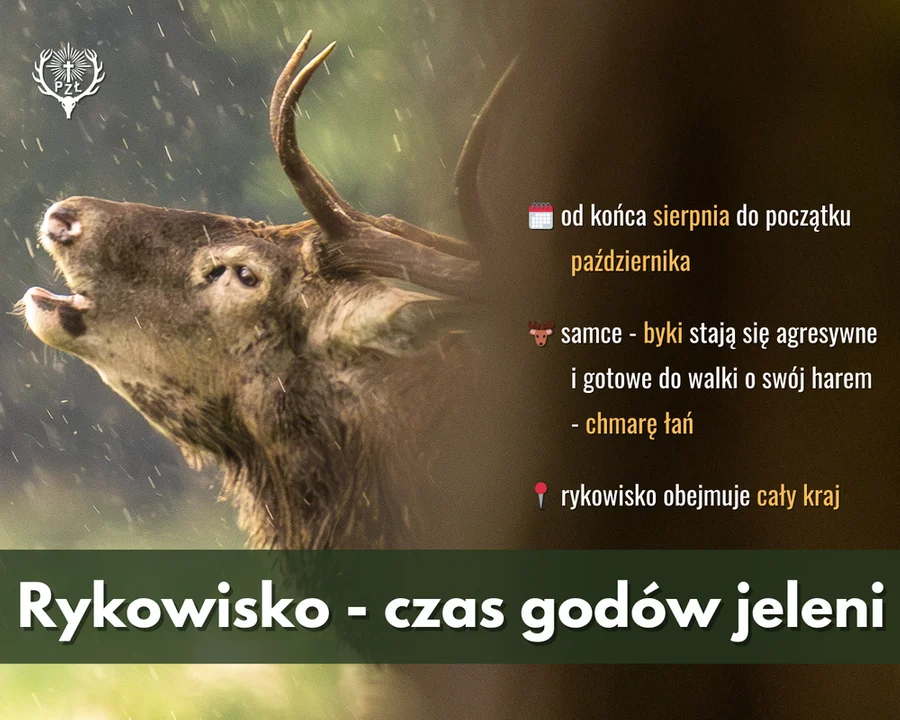 Co to za ryki w lesie? Fascynujący spektakl natury