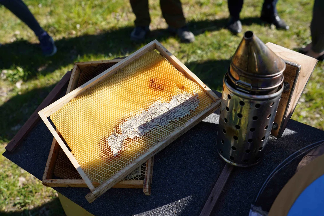 Dolny Śląsk wspiera pszczoły. Milion złotych na rozwój pasiek i bioróżnorodność