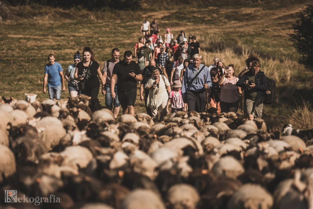 "Skąd się bierze wełna" w Karłowie [galeria]