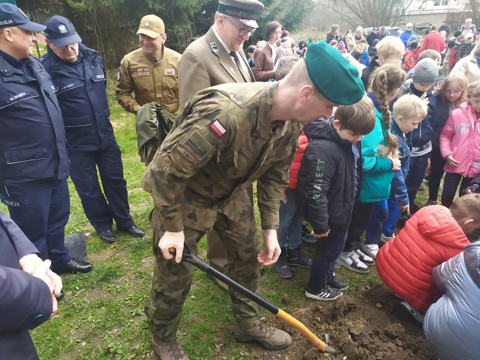 Nowa Ruda. Potomek dębu "Chrobry" rośnie już w parku w Słupcu [zdjęcia]