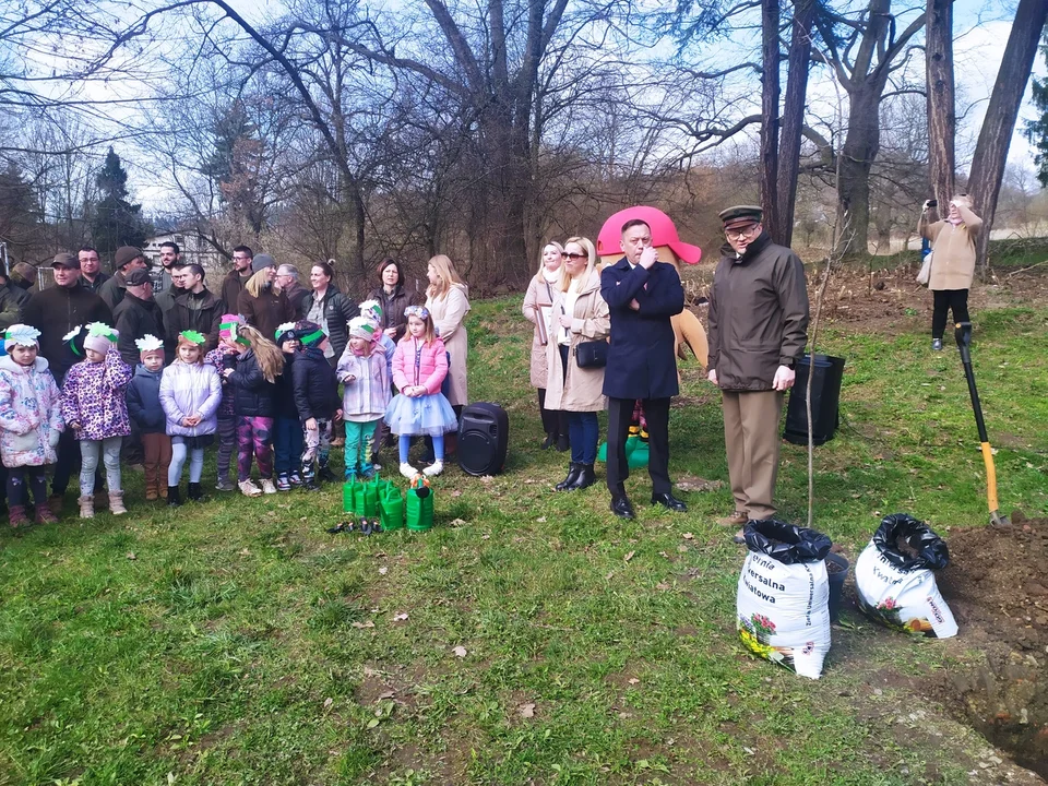 Nowa Ruda. Potomek dębu "Chrobry" rośnie już w parku w Słupcu [zdjęcia]