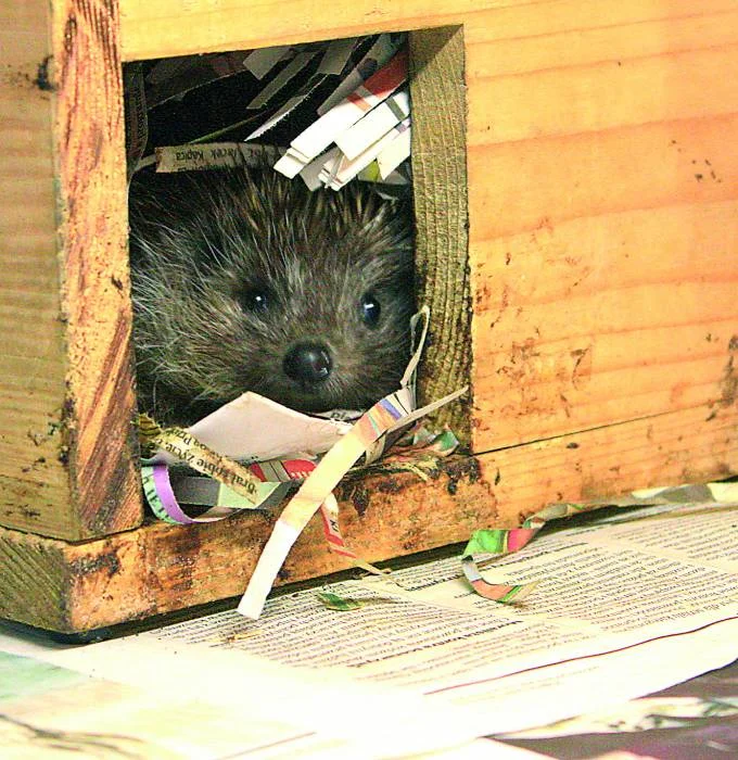 Kłodzko. Cztery gwiazdki dla jeży