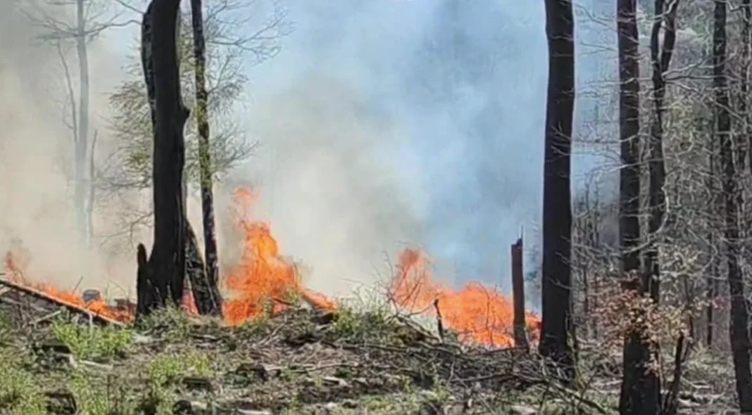 Płonął las w pobliżu Bielawskiej Polanki w Górach Sowich