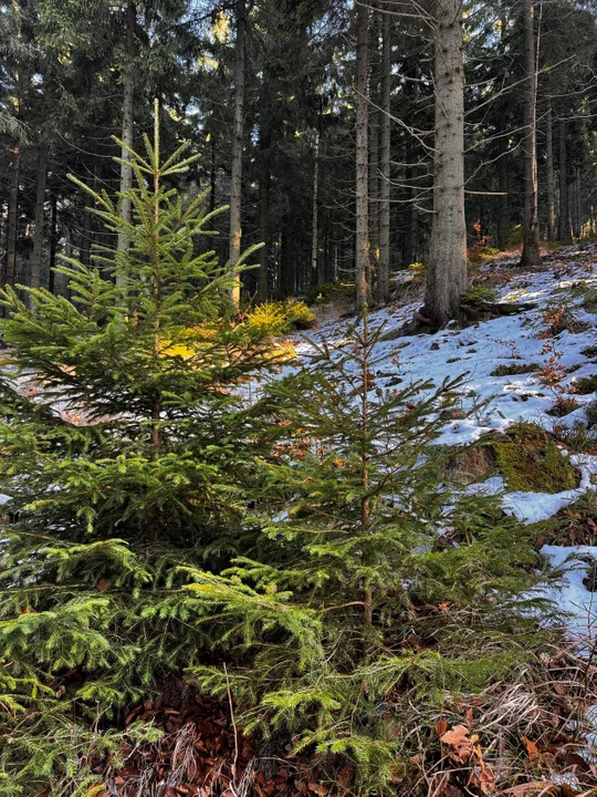 Nowa Ruda. Podczas Jarmarku Bożonarodzeniowego kupisz choinkę od leśników [zdjęcia]