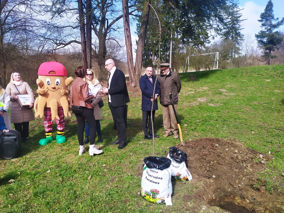 Nowa Ruda. Potomek dębu "Chrobry" rośnie już w parku w Słupcu [zdjęcia]