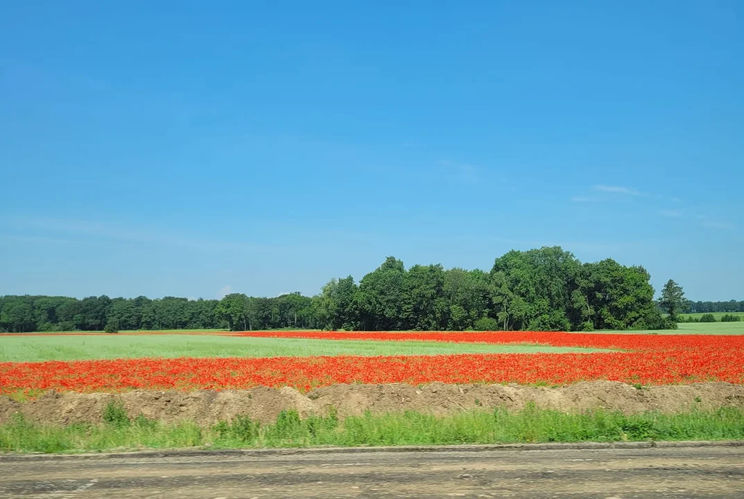 Wiosna w obiektywie naszych czytelników [galeria]