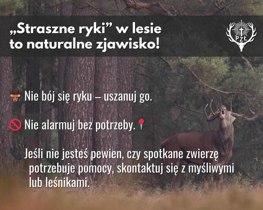 Co to za ryki w lesie? Fascynujący spektakl natury