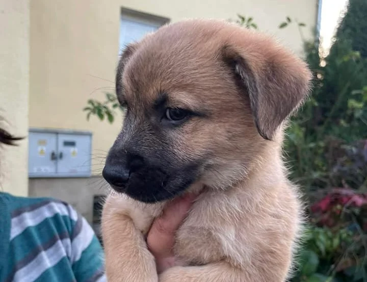 Zwierzęta z TOZ do adopcji - Ząbkowice Śląskie