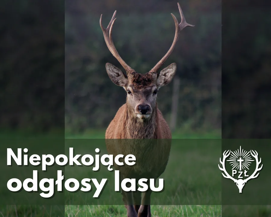 Co to za ryki w lesie? Fascynujący spektakl natury