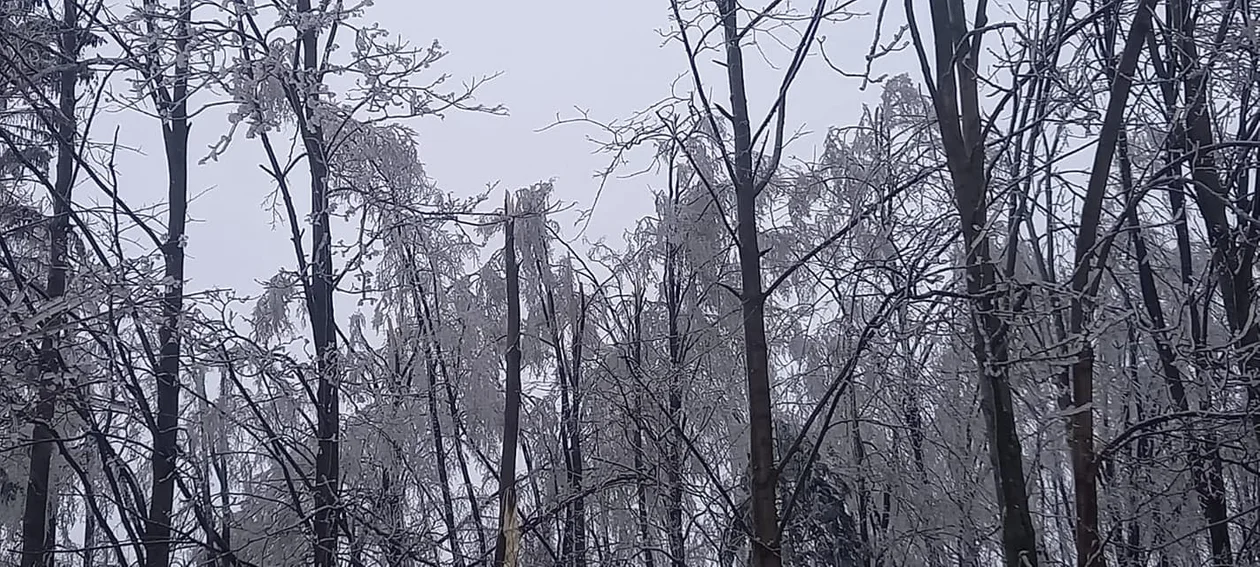 Nadleśnictwo Jugów. Nie są w stanie oszacować strat