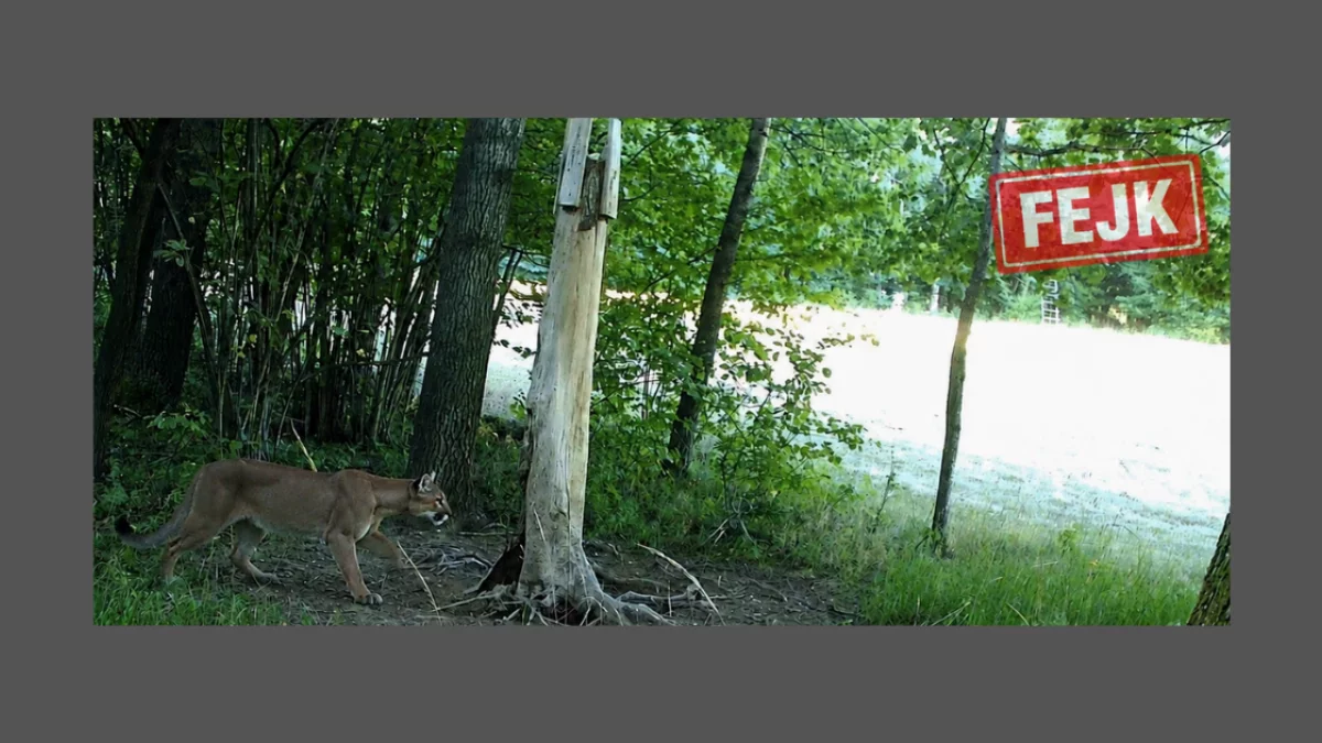 „Puma” z fotopułapki była fotomontażem. Policja szuka autora mistyfikacji