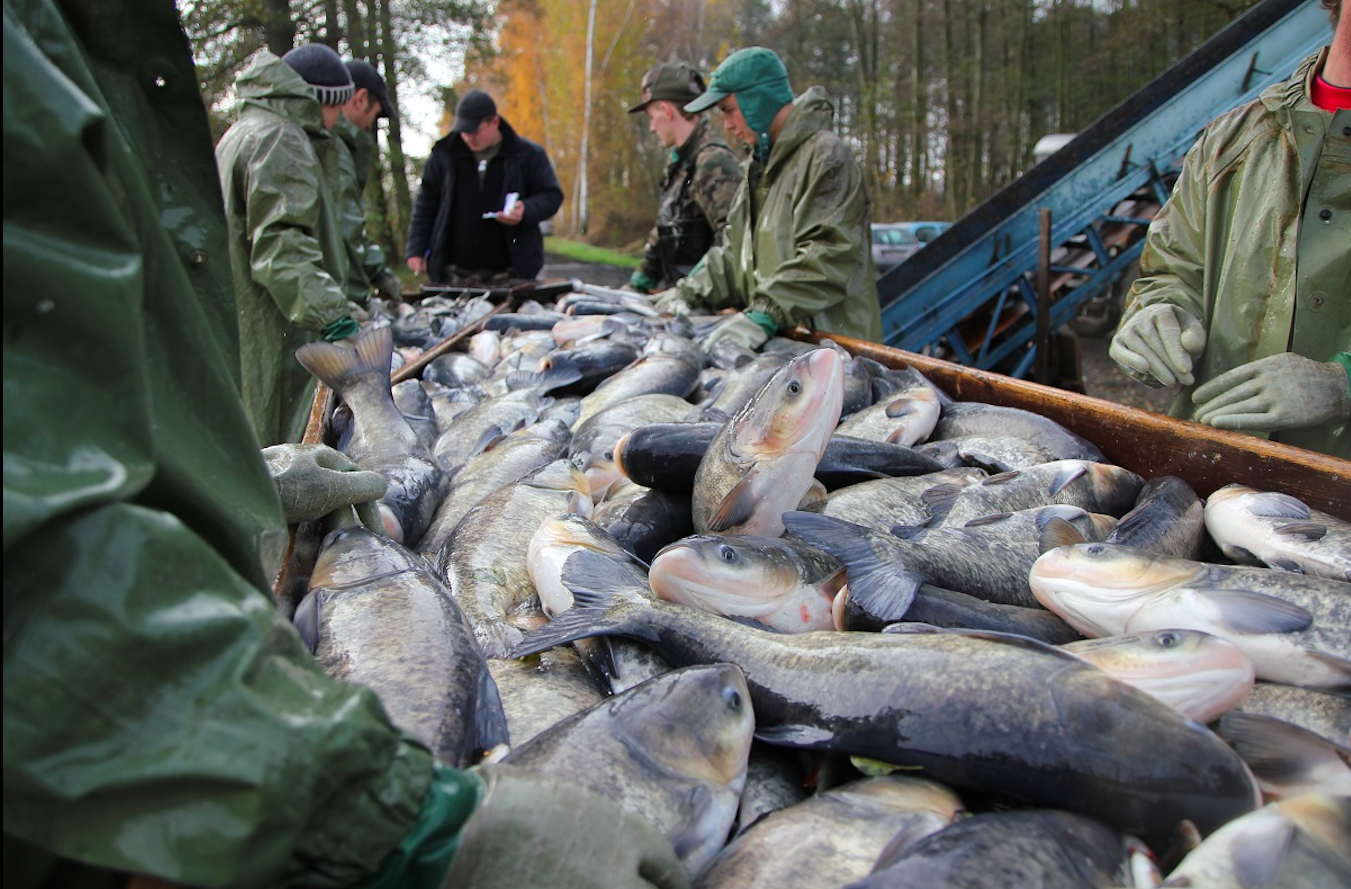 Każdego roku na polskie stoły trafia kilkaset ton karpia ze Stawów Milickich 
