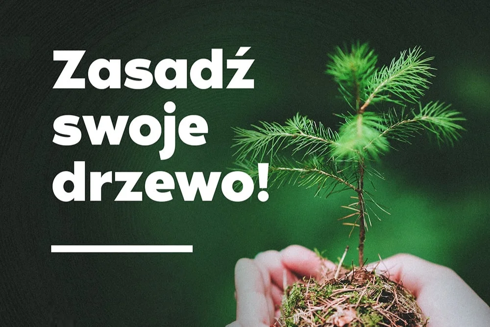 Duszniki-Zdrój. Będą rozdawać sadzonki drzew. Gdzie i kiedy? - Zdjęcie główne