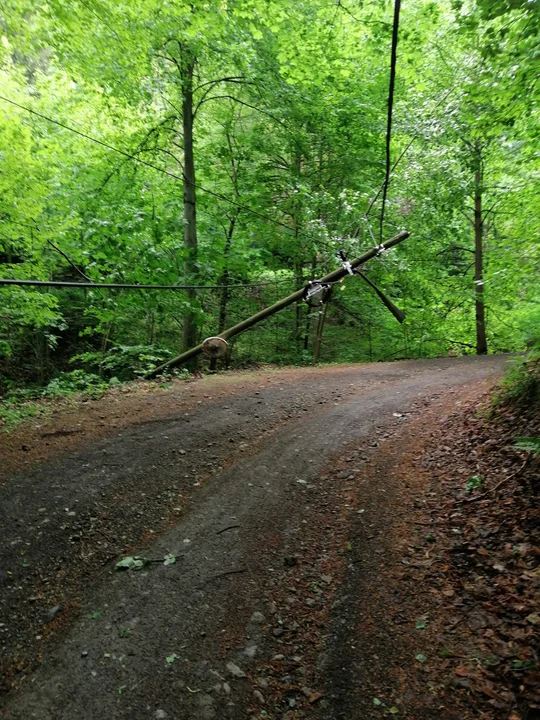 Powalone drzewa na drodze Kudowa-Zdrój - Radków - Zdjęcie główne