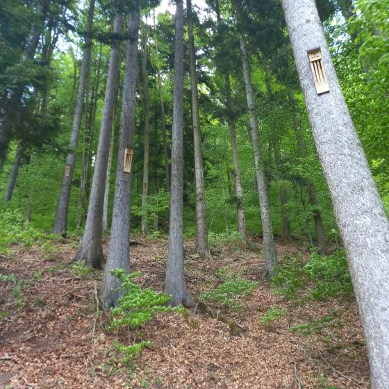 Leśnicy z Bystrzycy Kłodzkiej zrobili domy dla nietoperzy - Zdjęcie główne