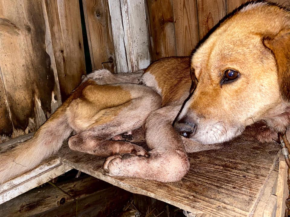 Ekostraż: Zagłodzony pies umierał w wychodku  - Zdjęcie główne