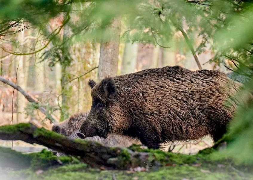 Polanica-Zdrój. Gmina odstrzeliła 93 dziki - Zdjęcie główne