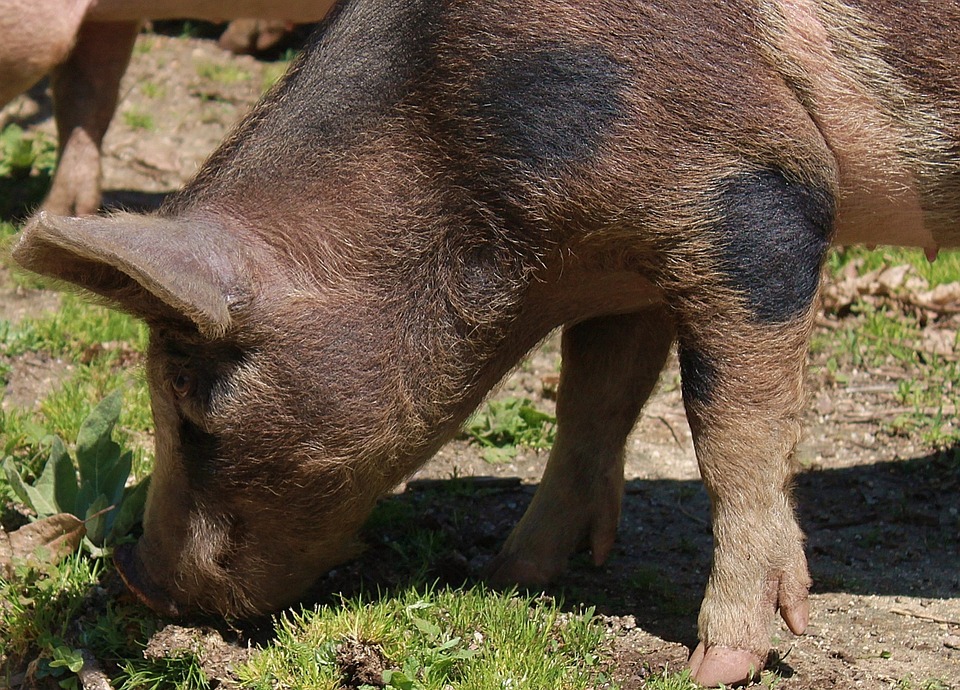 Policzyli dzikie świnie - Zdjęcie główne