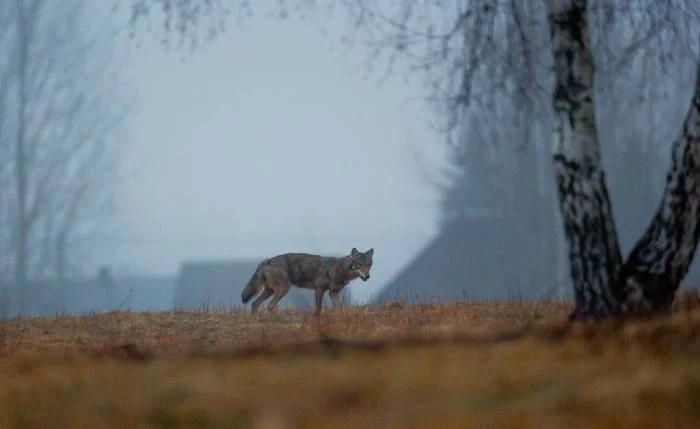 Krosnowice. Kolejny atak wilków. Czy mamy się czego bać? - Zdjęcie główne