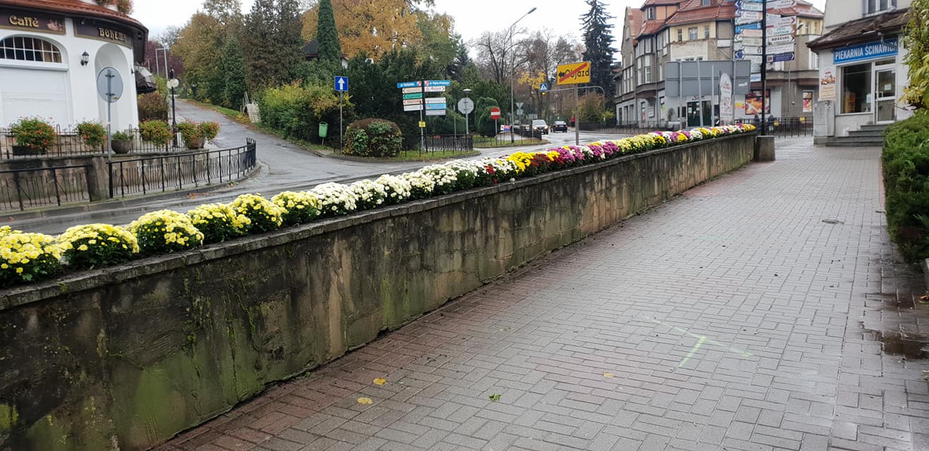 Chryzantemy ozdobiły Polanicę - Zdjęcie główne