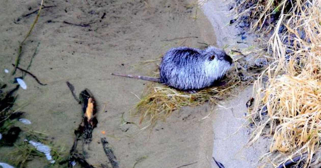 Nutria na starówce w Kłodzku - Zdjęcie główne