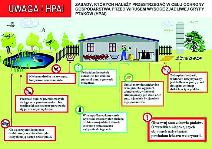 Idzie na nas ptasia grypa - Zdjęcie główne