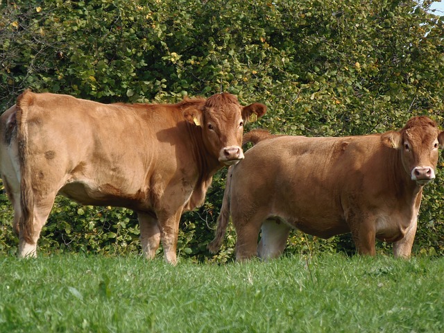 Hale pełne krów - Zdjęcie główne