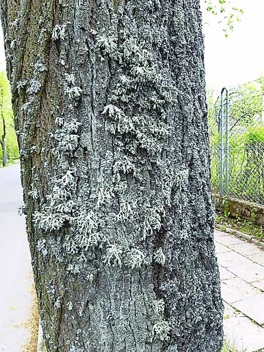 Cieszą się z porostów - Zdjęcie główne