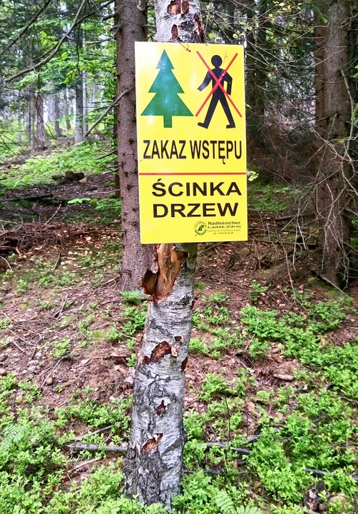 Utrudnienia w ruchu turystycznym na trasie pieszej „Doliną Janówki” - Zdjęcie główne