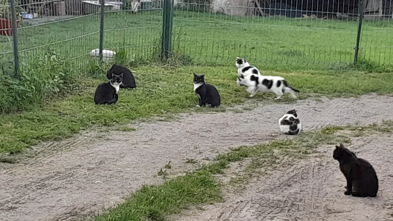 Pani Helena pomaga ponad 20 kotom. Trwa zbiórka na karmę dla zwierzaków - Zdjęcie główne