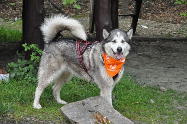 Dogtrekking na bis - Zdjęcie główne