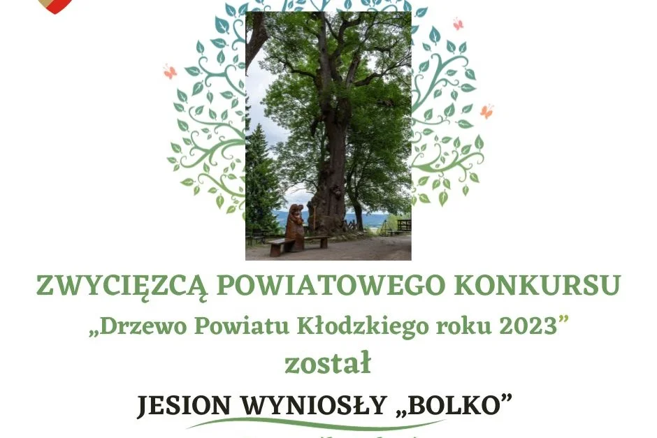 „Bolko” z Dusznik-Zdrój Drzewem Powiatu Kłodzkiego 2023 r. - Zdjęcie główne