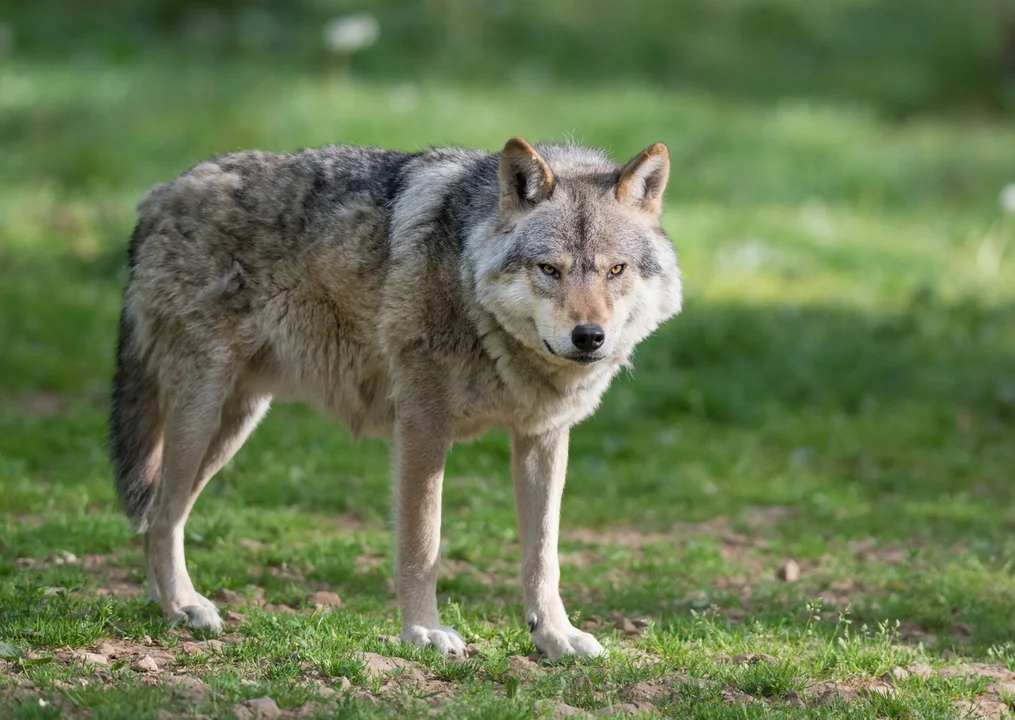 Jaszkowa Górna. Kolejny atak wilków - Zdjęcie główne