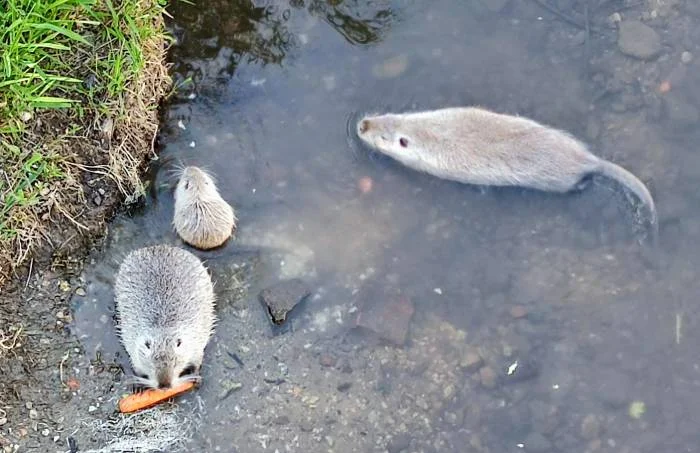 Kłodzko. Nutrie na starówce - Zdjęcie główne