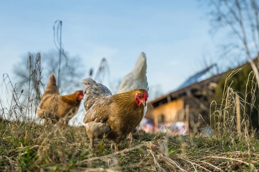 Nowa Ruda. Uwaga na ptasią grypę! - Zdjęcie główne