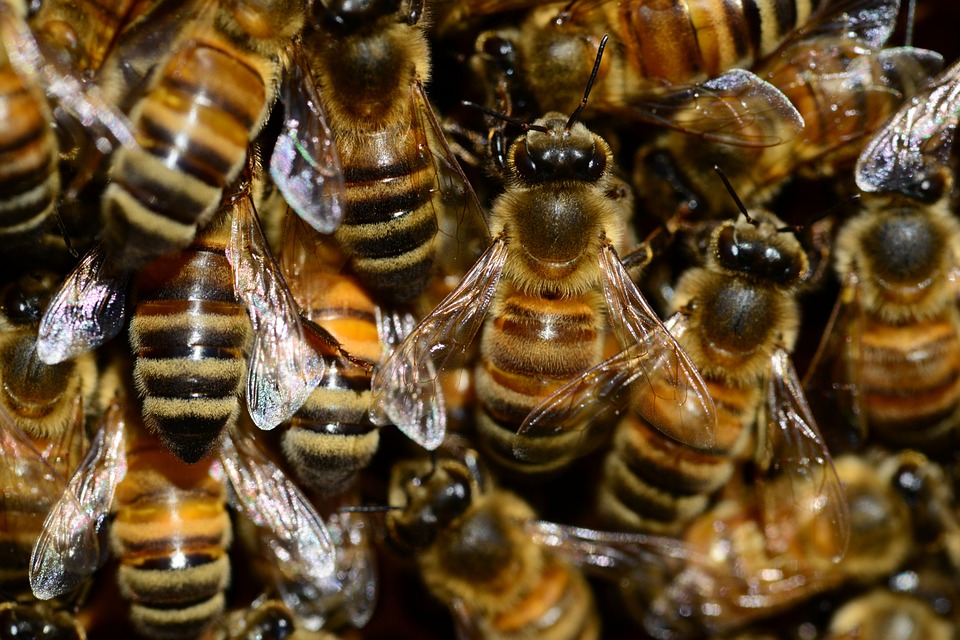 Pszczoły atakują - Zdjęcie główne