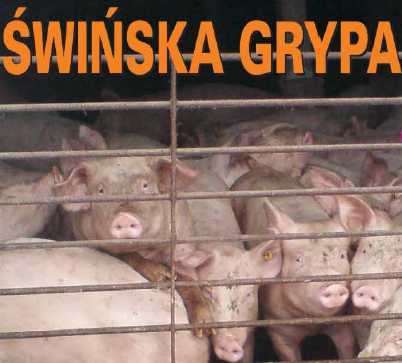 Świńska grypa - Zdjęcie główne