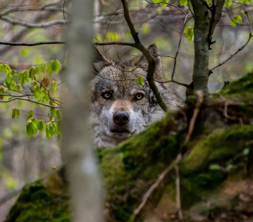 Wilki są w lasach - Zdjęcie główne
