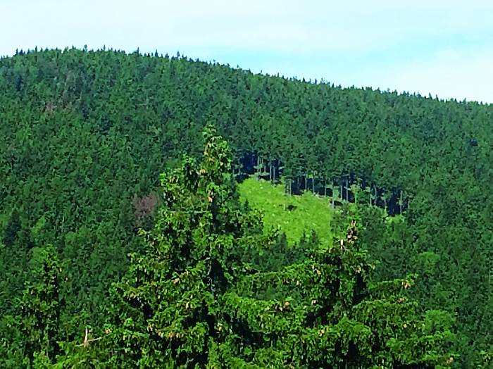 Wycinają ponad 100-letnie drzewa - Zdjęcie główne