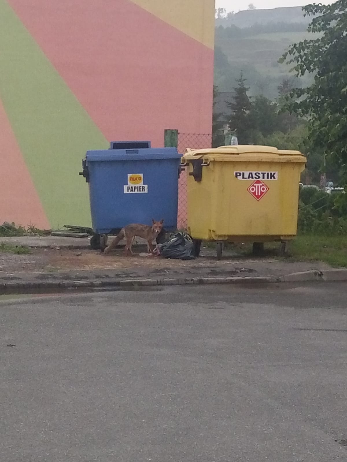 Lis krąży po osiedlu - Zdjęcie główne