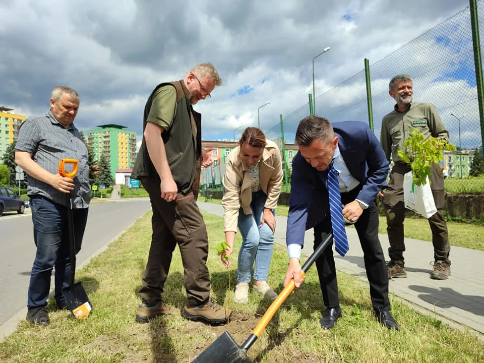 Nowa Ruda. Burmistrz i Nadleśniczy sadzili drzewa w Słupcu - Zdjęcie główne