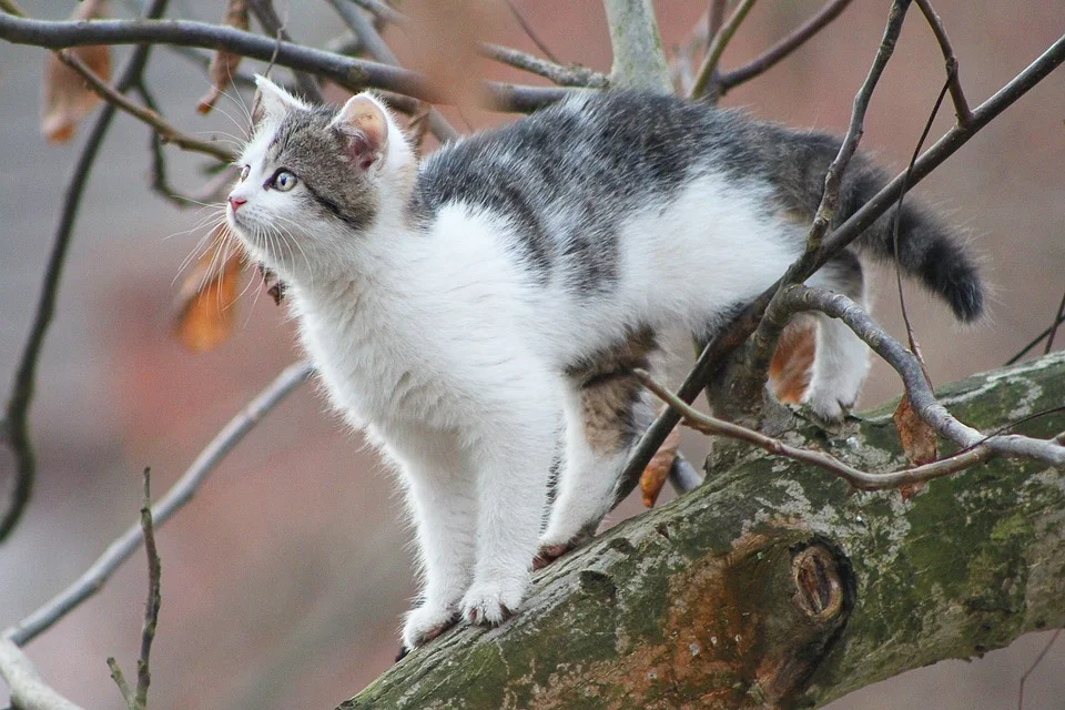 Nowa Ruda. Na widok strażaka kot wspiął się na szczyt drzewa - Zdjęcie główne